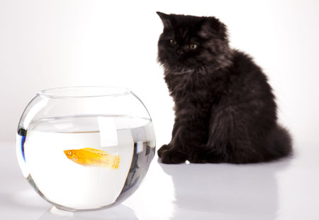 Cat and fishの写真素材