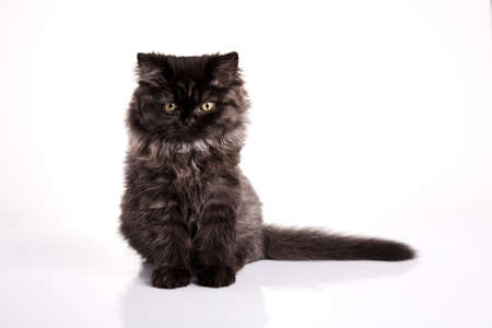 Kittyの写真素材