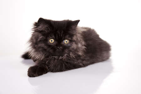 Kittyの写真素材