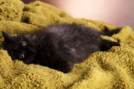 Sleepy catの写真素材