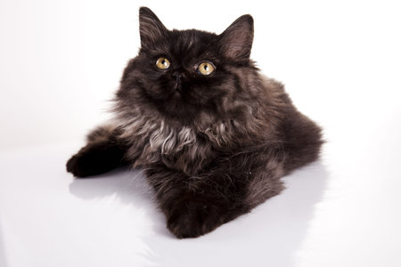 Funny kittenの写真素材