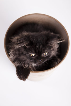 Kitten on a white backgroundの写真素材