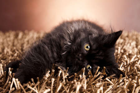 Sleepy catの写真素材