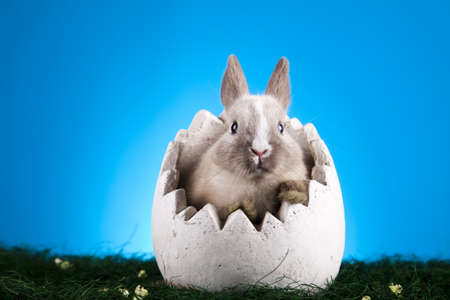 Cute baby bunnyの写真素材