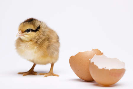Chick and Eggs の写真素材