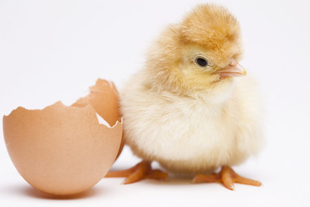 Chick and Eggs 