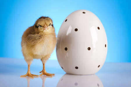 Young Chick Portraitの写真素材