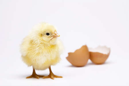 Young Chickの写真素材