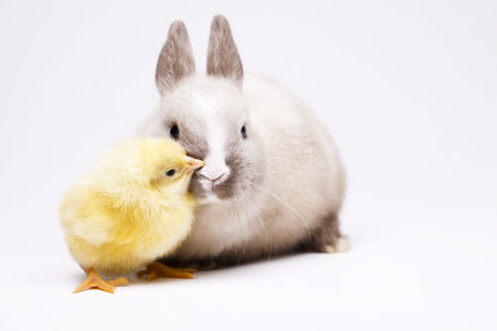 Happy Easter, Chickens in bunny