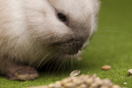 Bunnyの写真素材