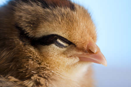 Chicksの写真素材