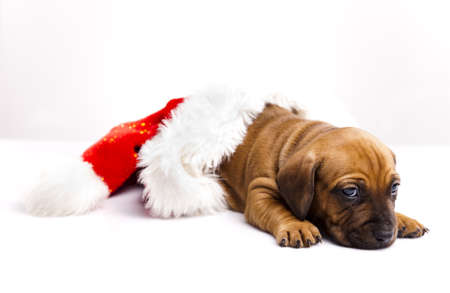 Baby dogの写真素材