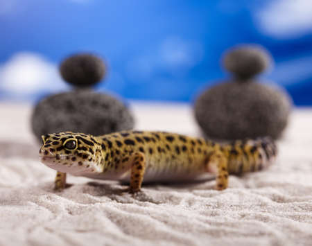 Leopard geckoの写真素材