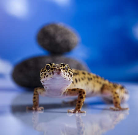 Small gecko reptile lizardの写真素材