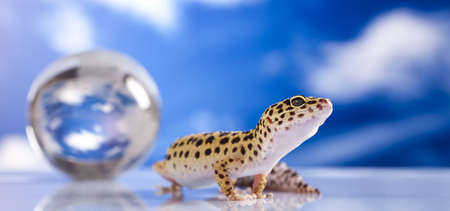 Gecko in globeの写真素材