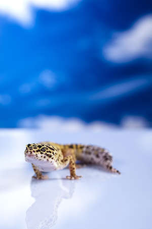 Gecko in a blue sky backgroundの写真素材
