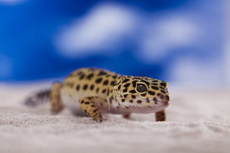 Lizard