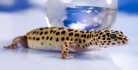 Gecko in globeの写真素材