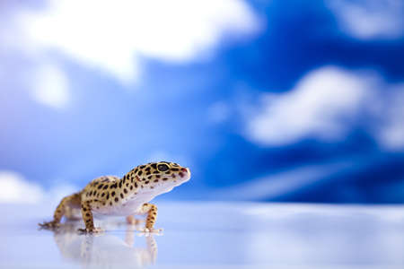 Gecko in a blue sky backgroundの写真素材