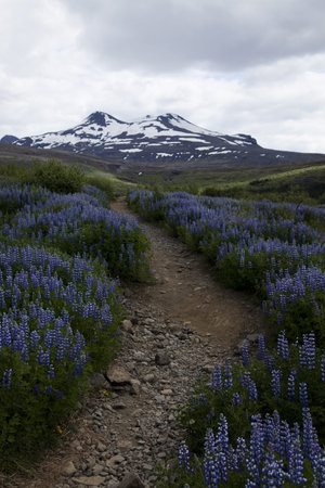 Iceland flowers の写真素材