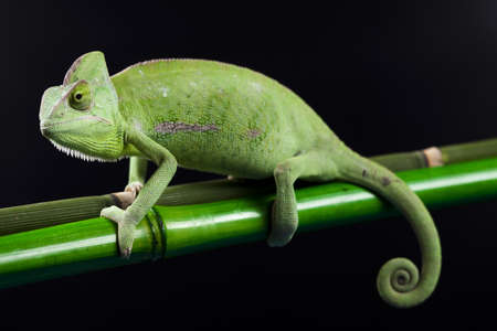 Chameleonの写真素材