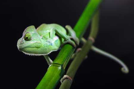 Green chameleonの写真素材