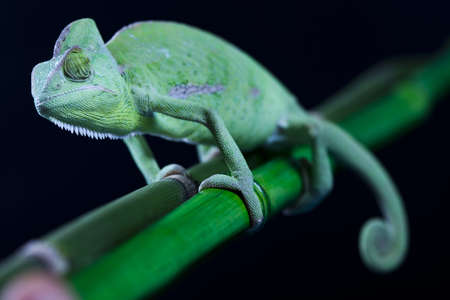Green animal, Chameleonの写真素材