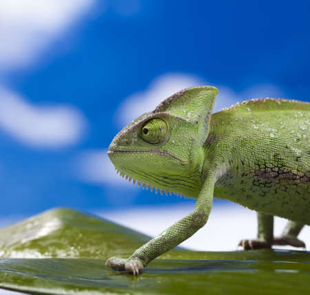 Chameleon on the blue skyの写真素材