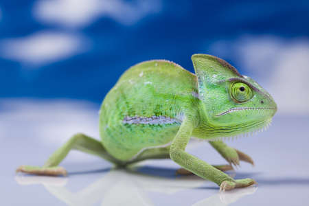Green animal, Chameleonの写真素材