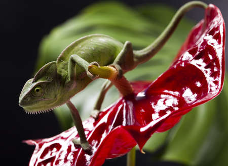 Chameleon and flowerの写真素材