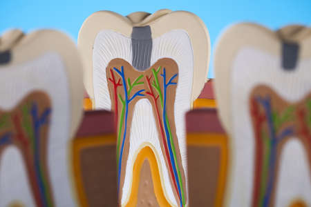  Human tooth structureの写真素材