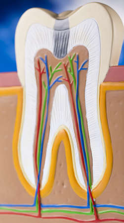 Toothの写真素材
