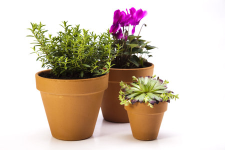 Gardening concept