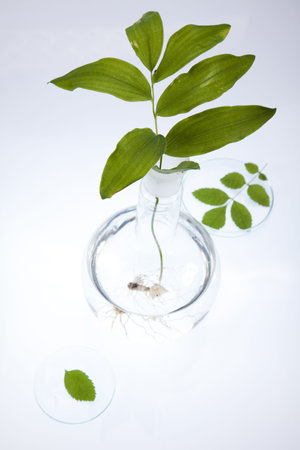 Floral science in blue laboratory 