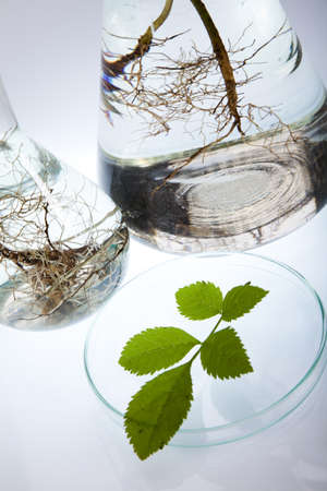Chemistry equipment, plants laboratory の写真素材