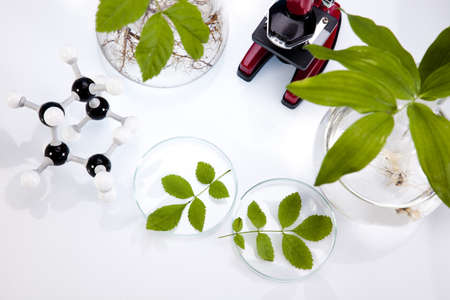 Experimenting with flora in laboratory の写真素材