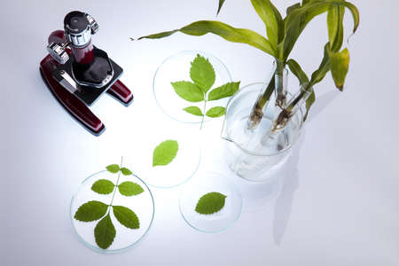 Laboratory glassware containing plants in laboratory の写真素材
