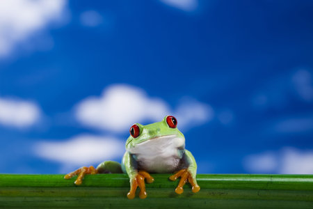 Red eyed green tree frogの写真素材