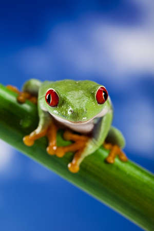 Frog, small animal red eyedの写真素材