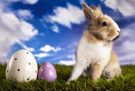 Easter Bunny 