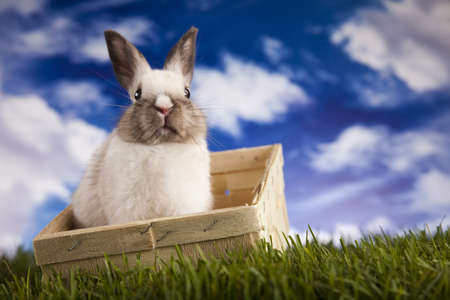 Spring baby bunny and green grassの写真素材