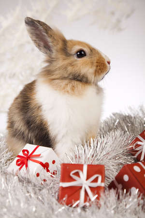  Bunny with Christmas の写真素材