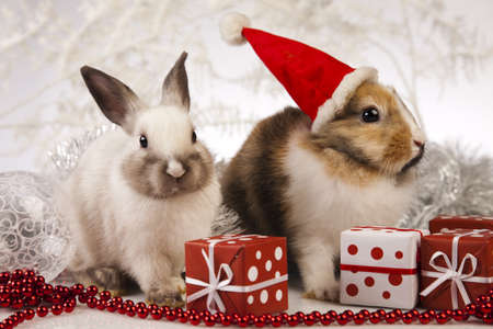 Rabbit, bunny Christmasの写真素材