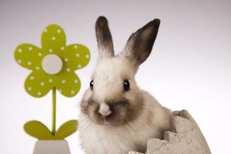  A rabbit isolated white background