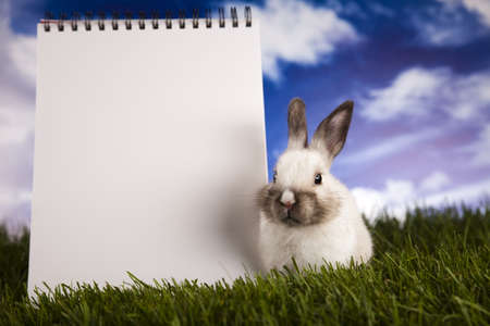 Copyspace blank paper and bunnyの写真素材