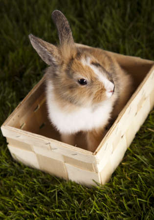 Curious Bunnyの写真素材