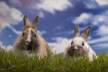 Bunny, rabbit and green grassの写真素材