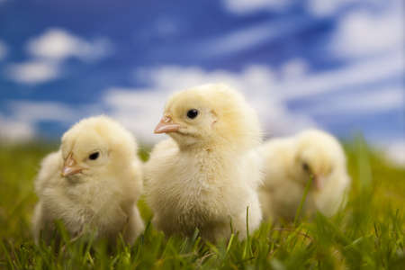 Chickの写真素材