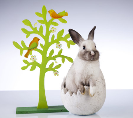 Little rabbit on white background