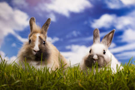 Bunny, rabbit and green grassの写真素材